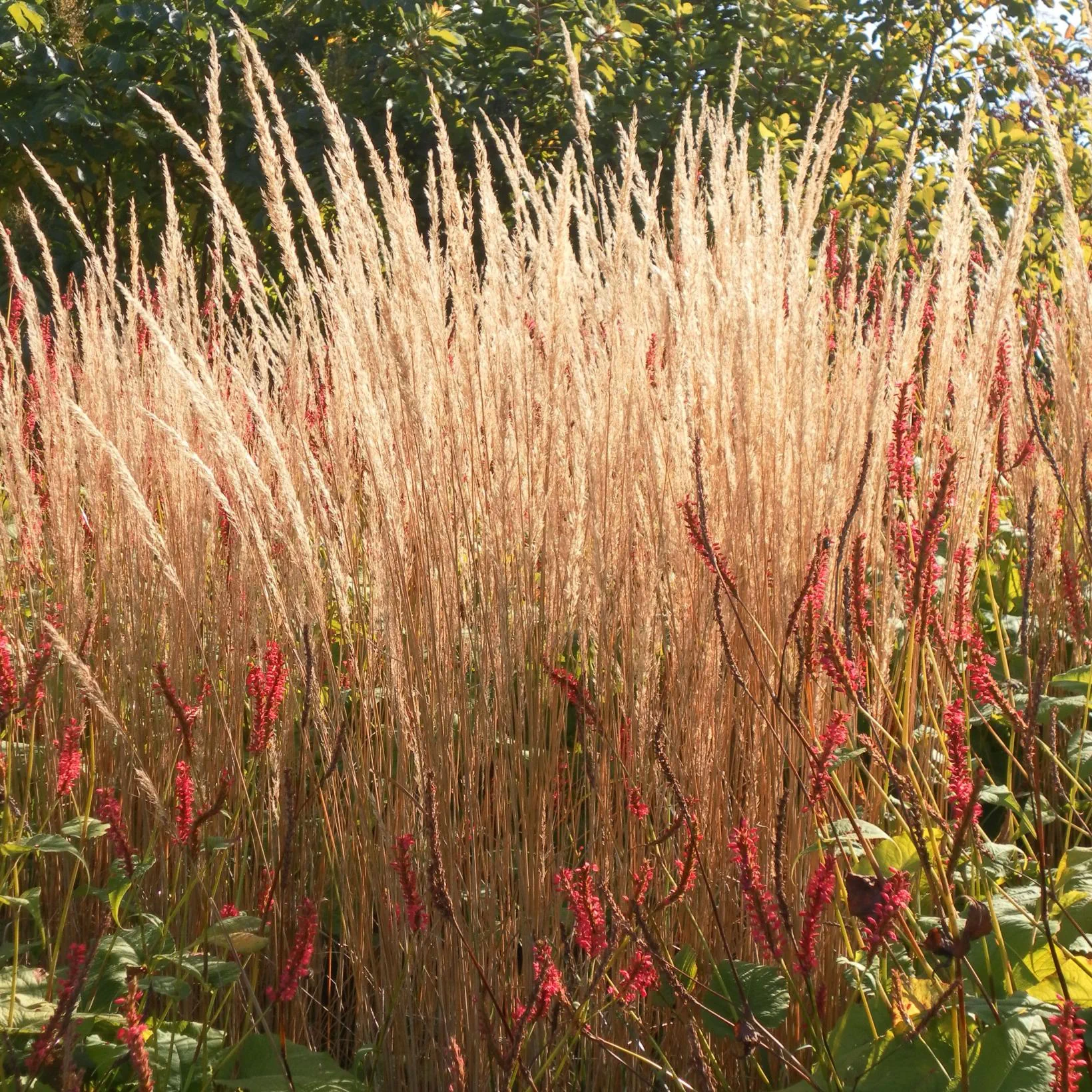 Calamagrostis Acutiflora Karl Foerster 8104 3