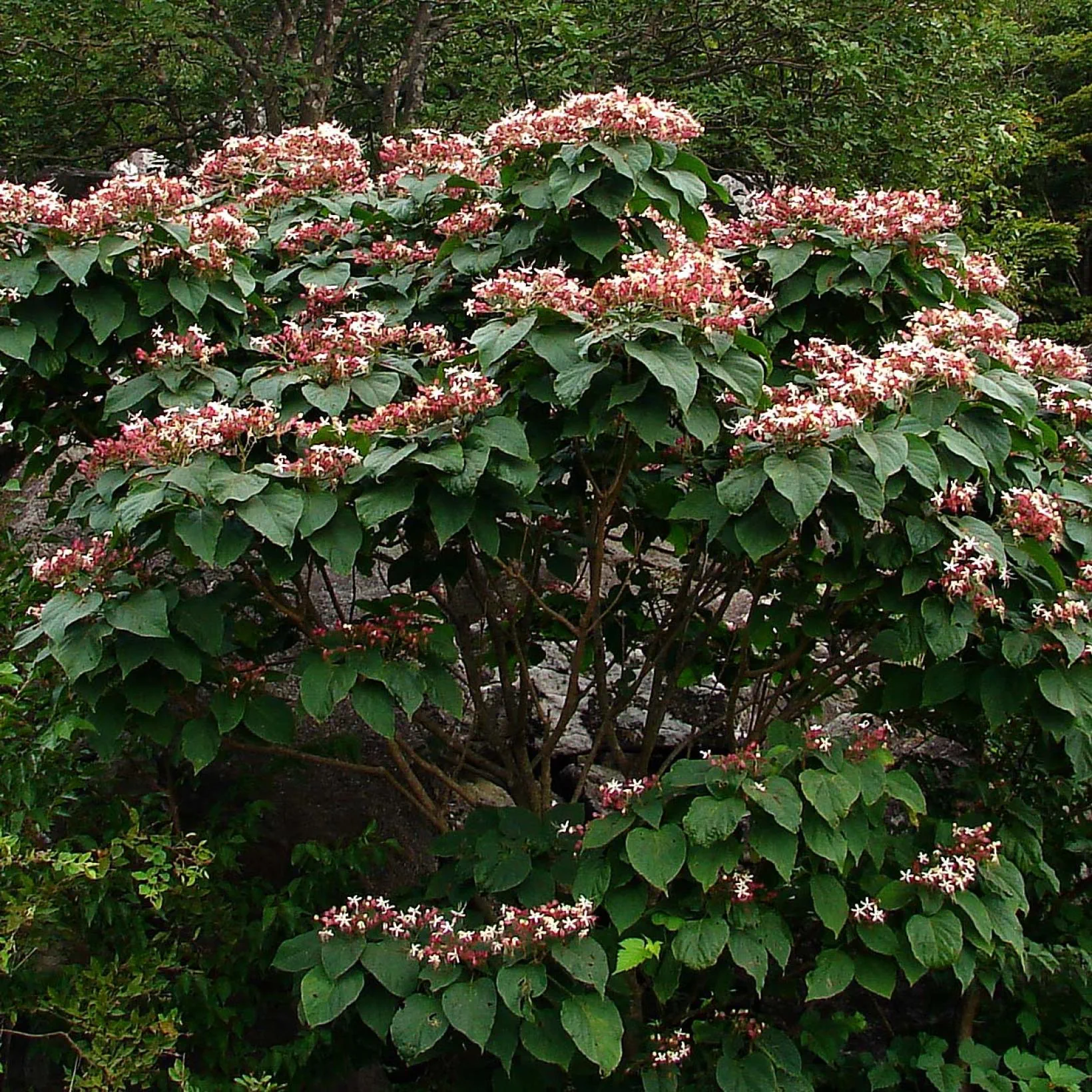Clerodendrum Trichotomum Clerodendron 9559 1 1
