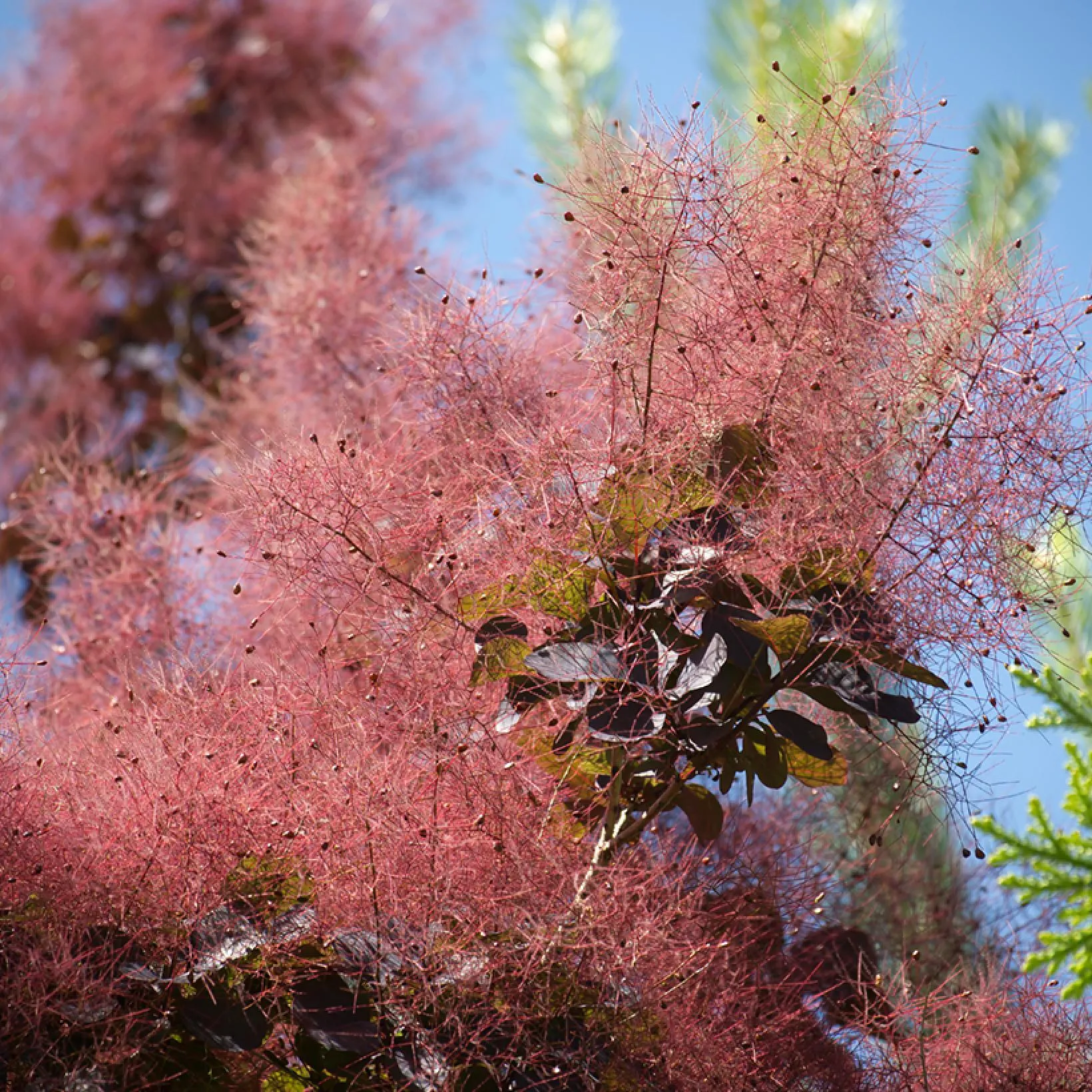 Cotinus Coggygria Royal Purple Arbre A Perruque C A 827312 8