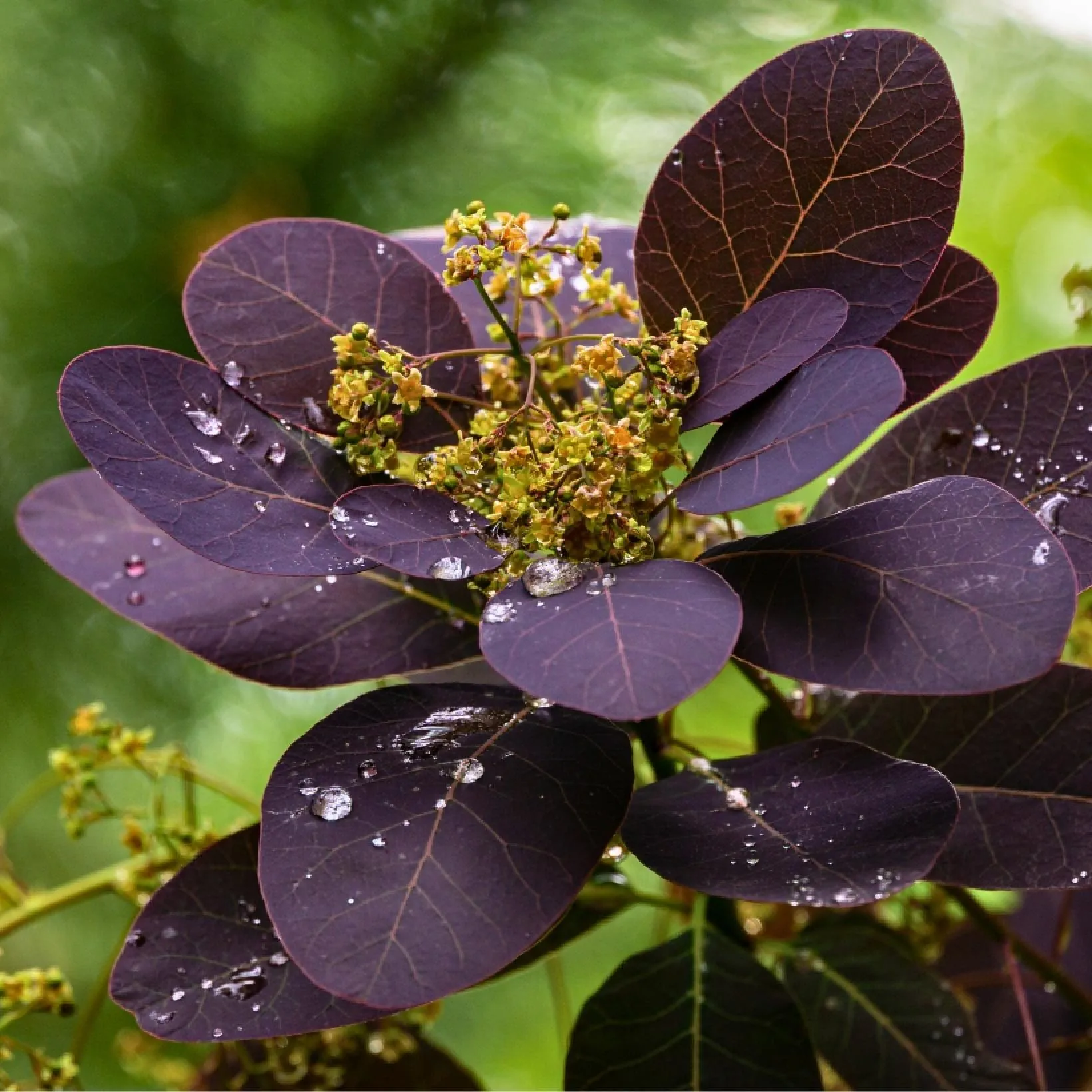 Cotinus Coggygria Royal Purple Arbre A Perruque Canva 827312 1