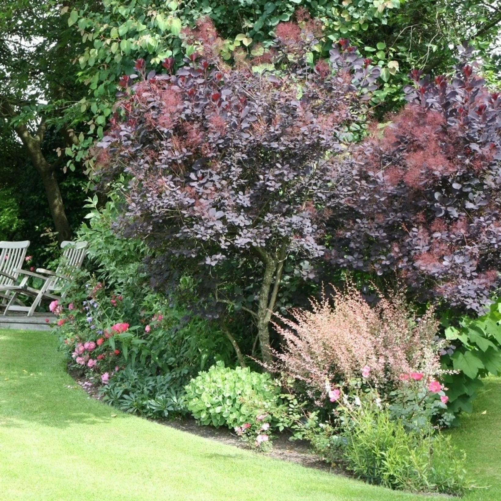 Cotinus Coggygria Royal Purple Arbre A Perruque Pc Douce 3