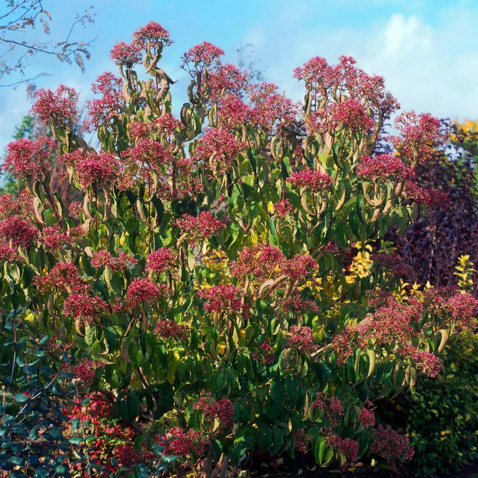 Heptacodium Miconioides 75532 2