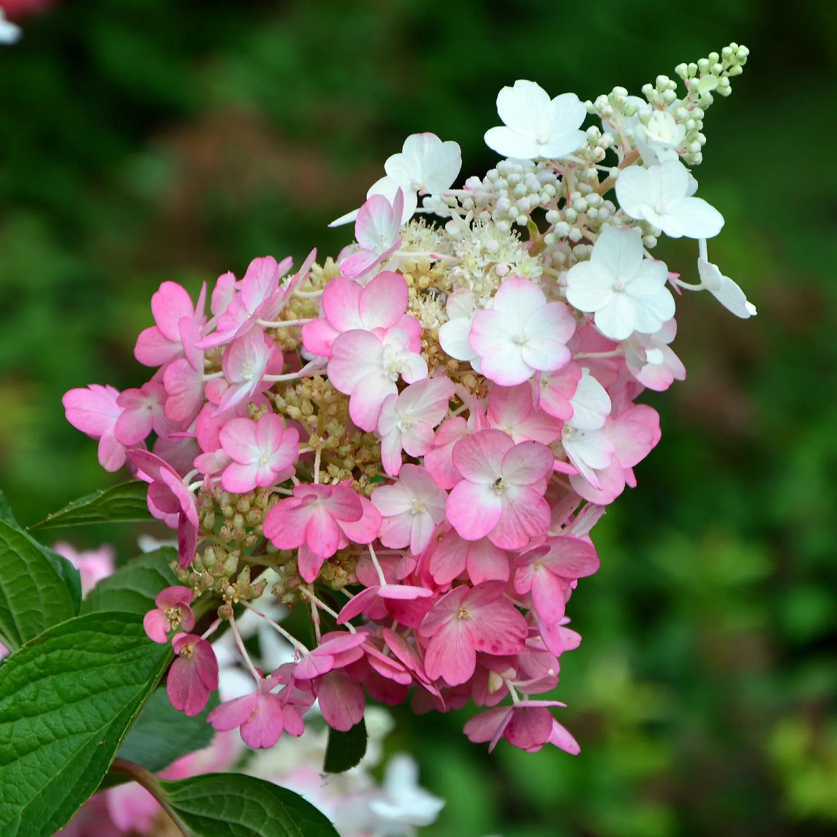 Hydrangea Paniculata Pinky Winky Hortensia Panicule C A 81555 1