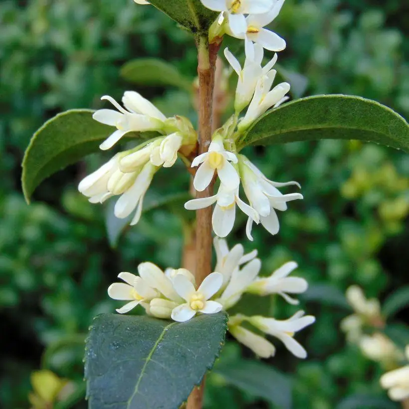 Osmanthus Burkwoodii En Pot De 3L 7823 FL 1