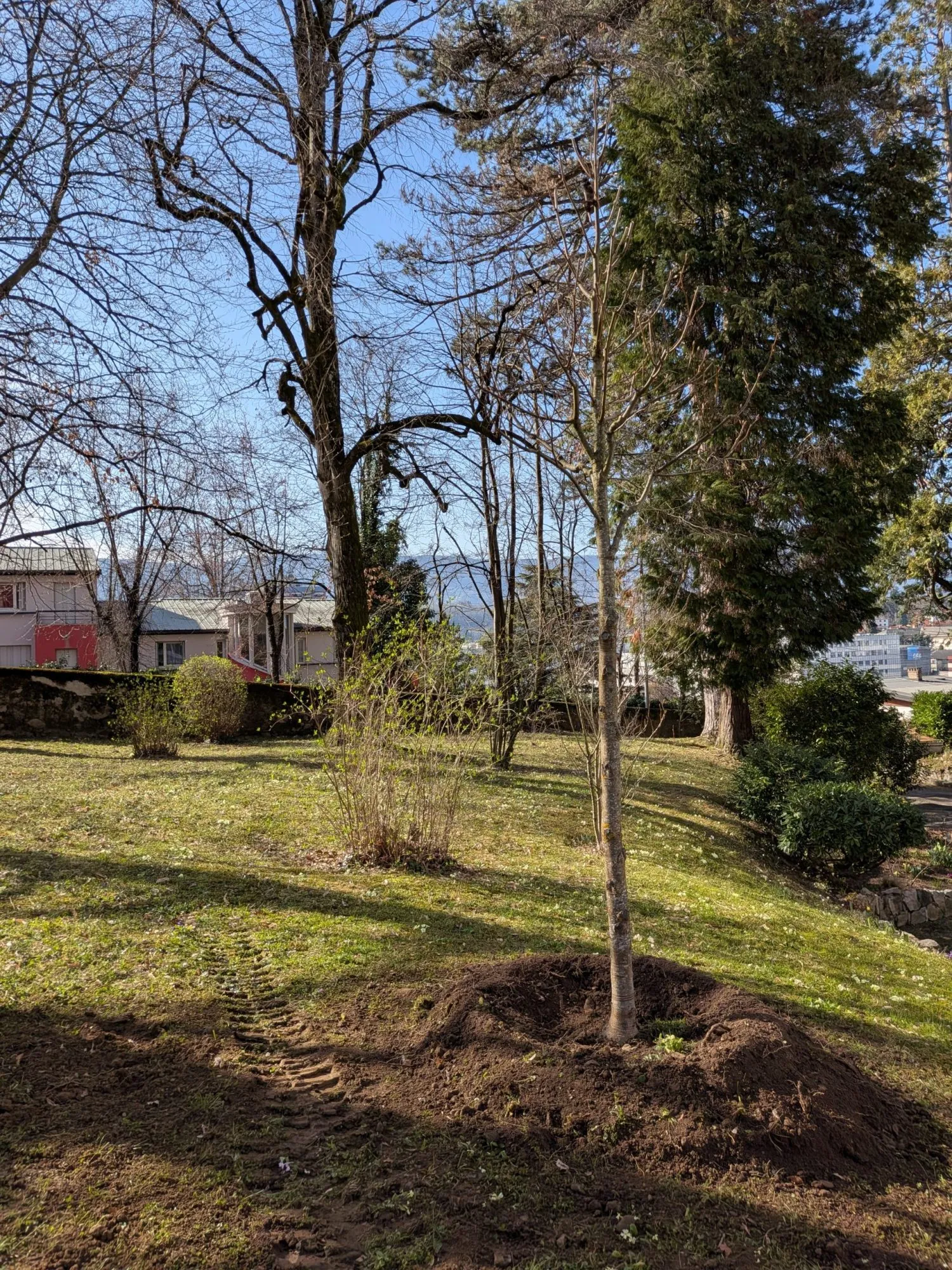 Image for Plantations d&rsquo;arbres adaptés à la sécheresse